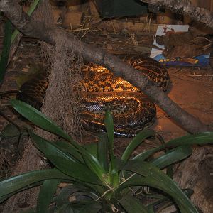 Free range Yellow Anaconda