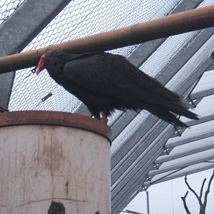 Turkey Vulture