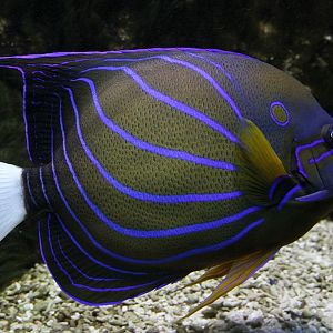 Blue-ringed angelfish (Pomacanthus annularis)