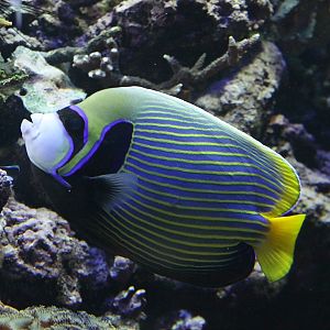 Emperor Angelfish (Pomacanthus imperator)