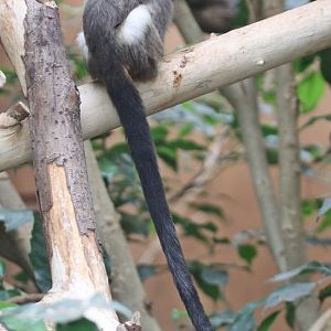 Black-tailed Marmoset (Mico melanurus)