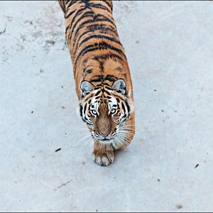 Amur tiger at Berlin Tierpark
