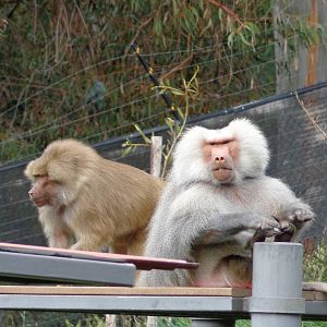 Hamadryas Baboons
