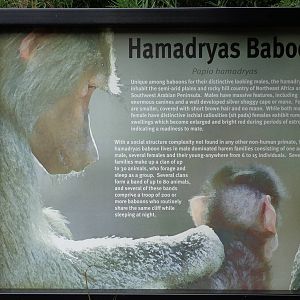 Hamadryas Baboon Signage