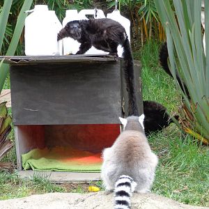 Lemur Lunch