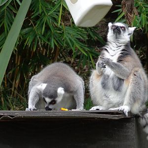 Ring-tailed Lemurs