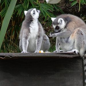 Ring-railed lemurs #2