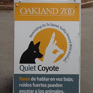 Quiet Coyote