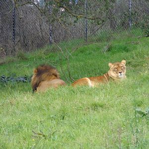 African Lions