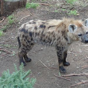 Spotted Hyena