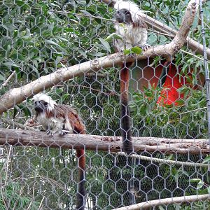 Cotton Topped Tamarin