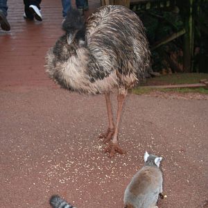 Emu and ring-tailed lemur