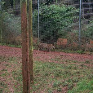 Jaguar and Sumatran tiger