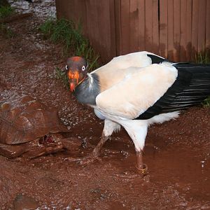 King vulture with grim enrichment?