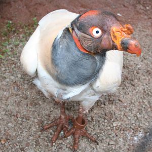 King vulture
