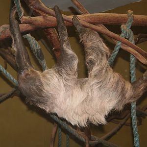 Linnaeus' two-toed sloth