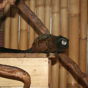 Red-mantled saddle-back tamarin