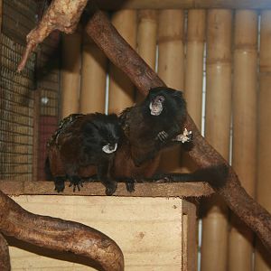 Red-mantled saddle-back tamarin