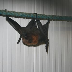 Rodrigues flying fox