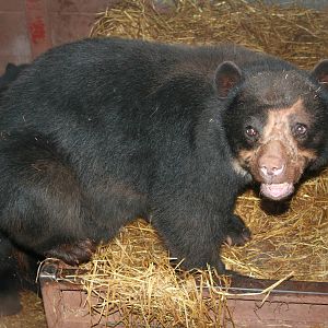 Spectacled bear