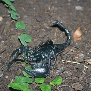 Asian forest scorpion