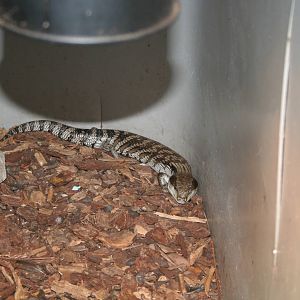 Blue-tongued skink ssp?