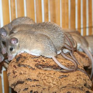 Egyptian spiny mice