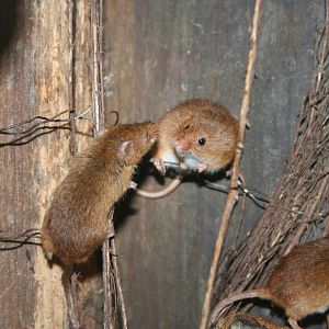 Harvest mice