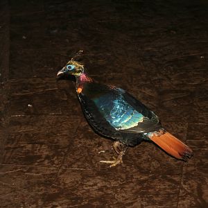 Himalayan monal
