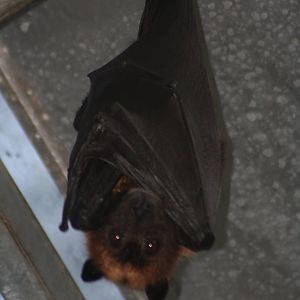 Indian flying fox