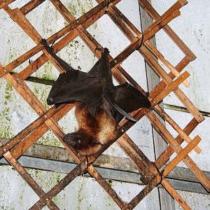 Indian flying fox