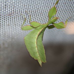 Java leaf insect
