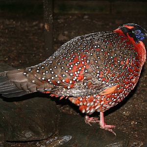 Satyr tragopan