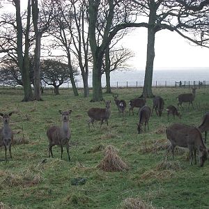 Sewerby Hall and Gardens, clifftop paddock with sea behind 26th December 20