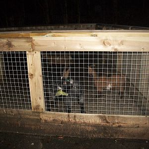 Sewerby Zoo, African animals in the African Farm! 26th December 2012