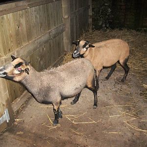Sewerby Zoo, African animals in the African Farm! 26th December 2012