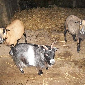 Sewerby Zoo, African animals in the African Farm! 26th December 2012