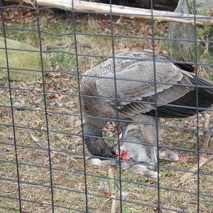 Condor Enrichment