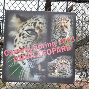 Predators- Amur Leopards Coming Soon
