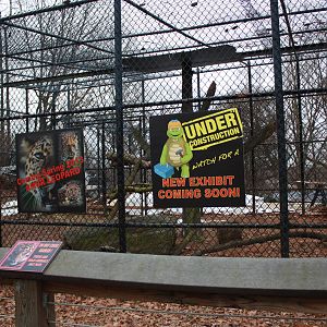 Predators- Amur Leopard Exhibit Construction