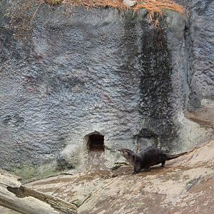 Alligator Alley- North American River Otter