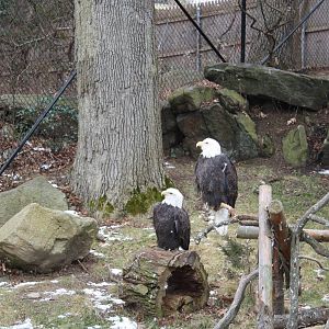 Alligator Alley- Bald Eagles