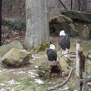 Alligator Alley- Bald Eagles
