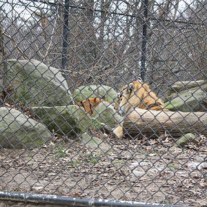 Predators- Amur Tigers