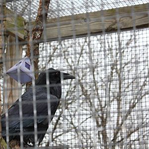 New England Farmyard- Common Raven