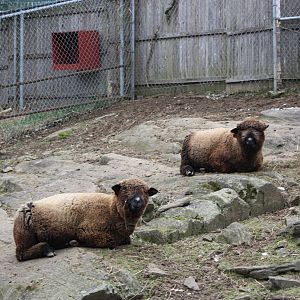 New England Farmyard- Sheep