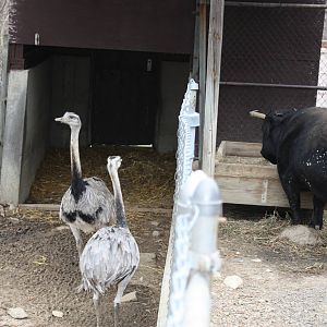 New England Farmyard- Rheas Check Out a Cow