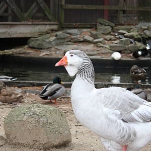 New England Farmyard- Domestic Goose