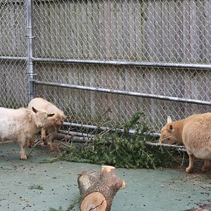 New England Farmyard- Goats Chew on a Christmas Tree