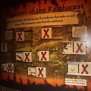 South American Rainforest- Treasures of the Rainforest